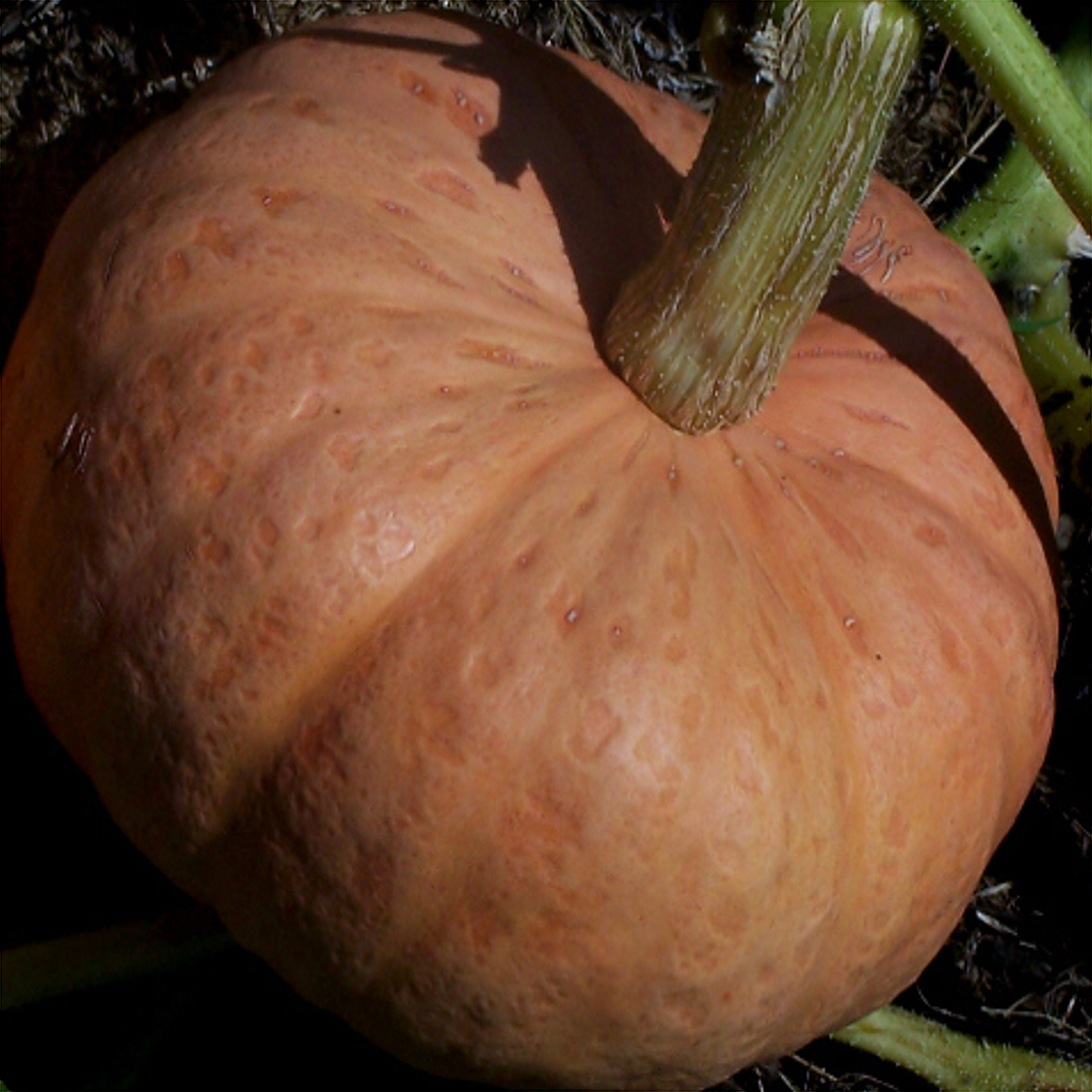 AUSTRALIAN BUTTER (Pumpkin) (LSP)