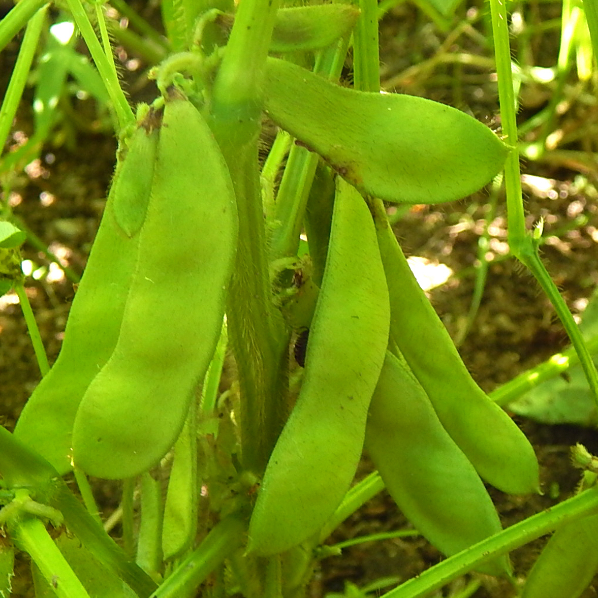 SOYBEAN - Black