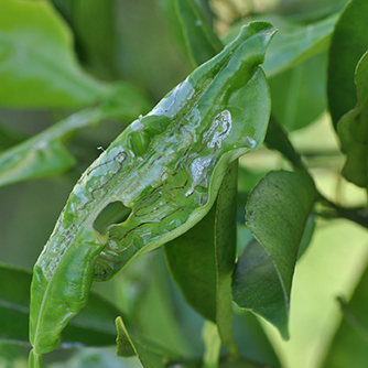 Citrus Leafminer's distinctive damage to citrus leaves