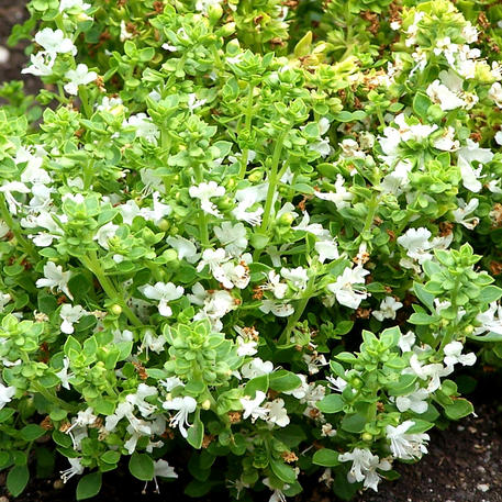 BASIL - GREEK