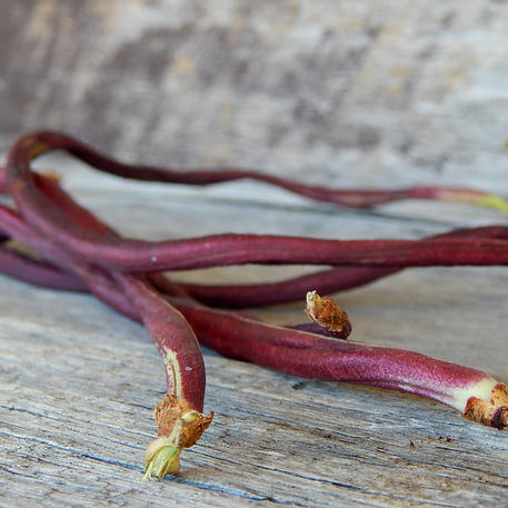 SNAKE - BURGUNDY