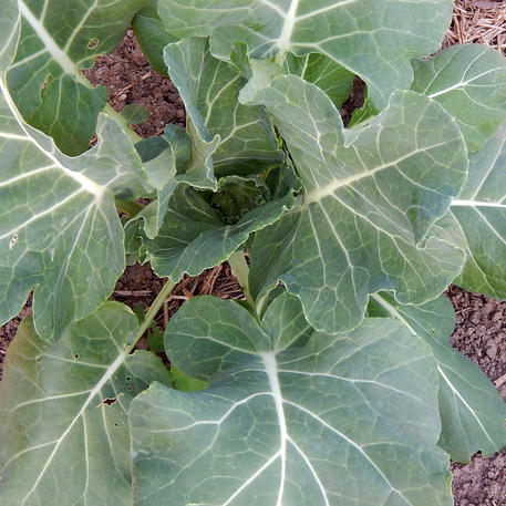 CHAMPION (Collard)