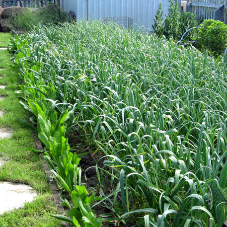 GARLIC: How to Grow It (Online Course)