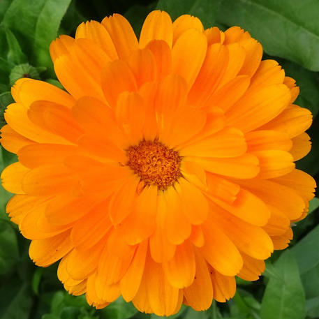CALENDULA - POT MARIGOLD