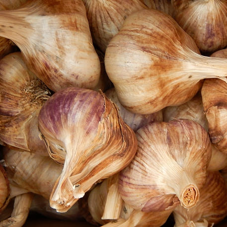 SPANISH PURPLE