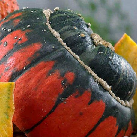 TURK'S TURBAN (Gourd)