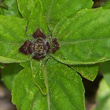 BASIL - CINNAMON