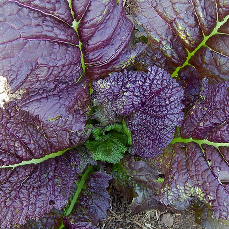 DEEP PURPLE