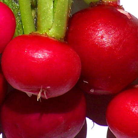 CRIMSON GIANT