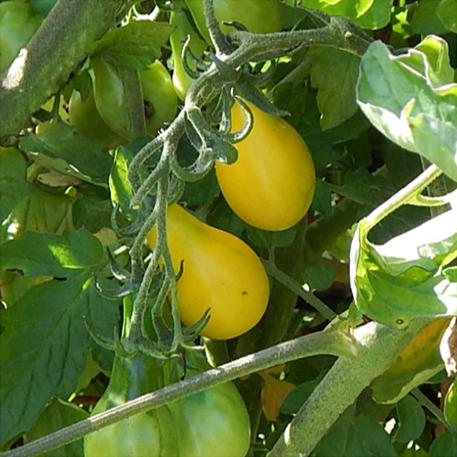 YELLOW PEAR