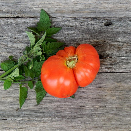 COSTOLUTO DI MARMANDE