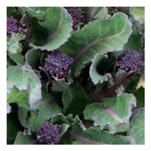 PURPLE SPROUTING EARLY 0.01kg (10g)