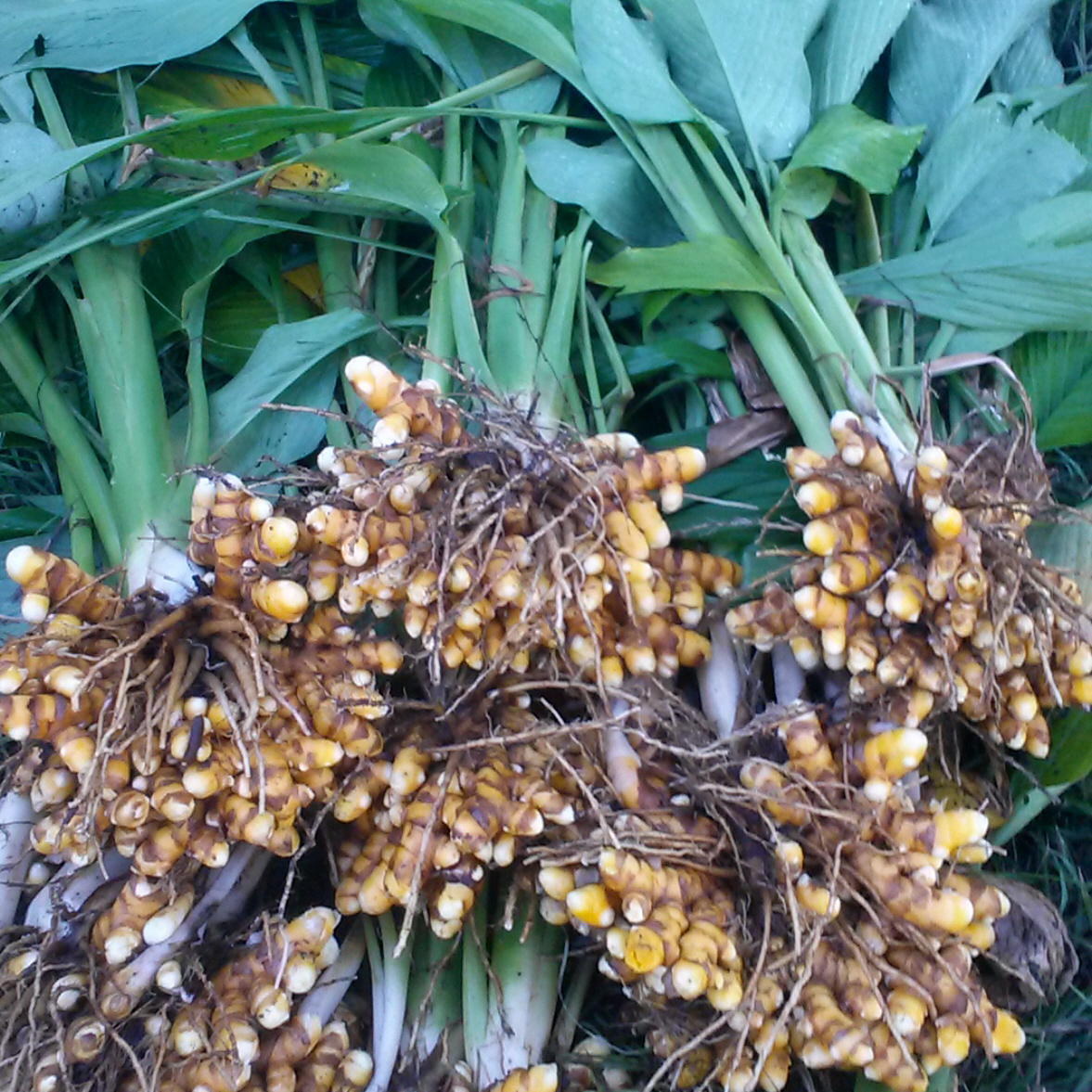 TURMERIC GOLDEN (Tuber)