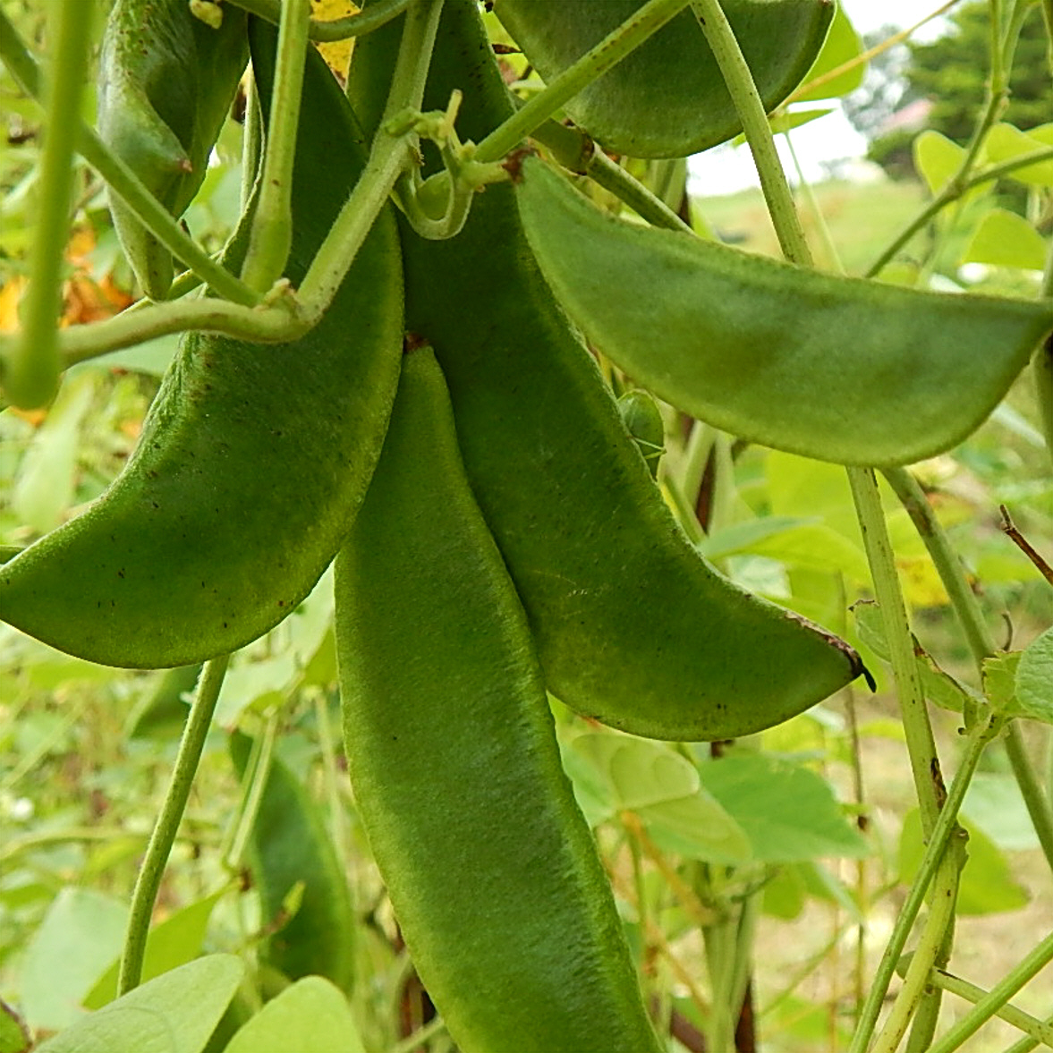 Perennial Permaculture Vegan Chef Madagascar Tropical Lima Bean Organic Seed