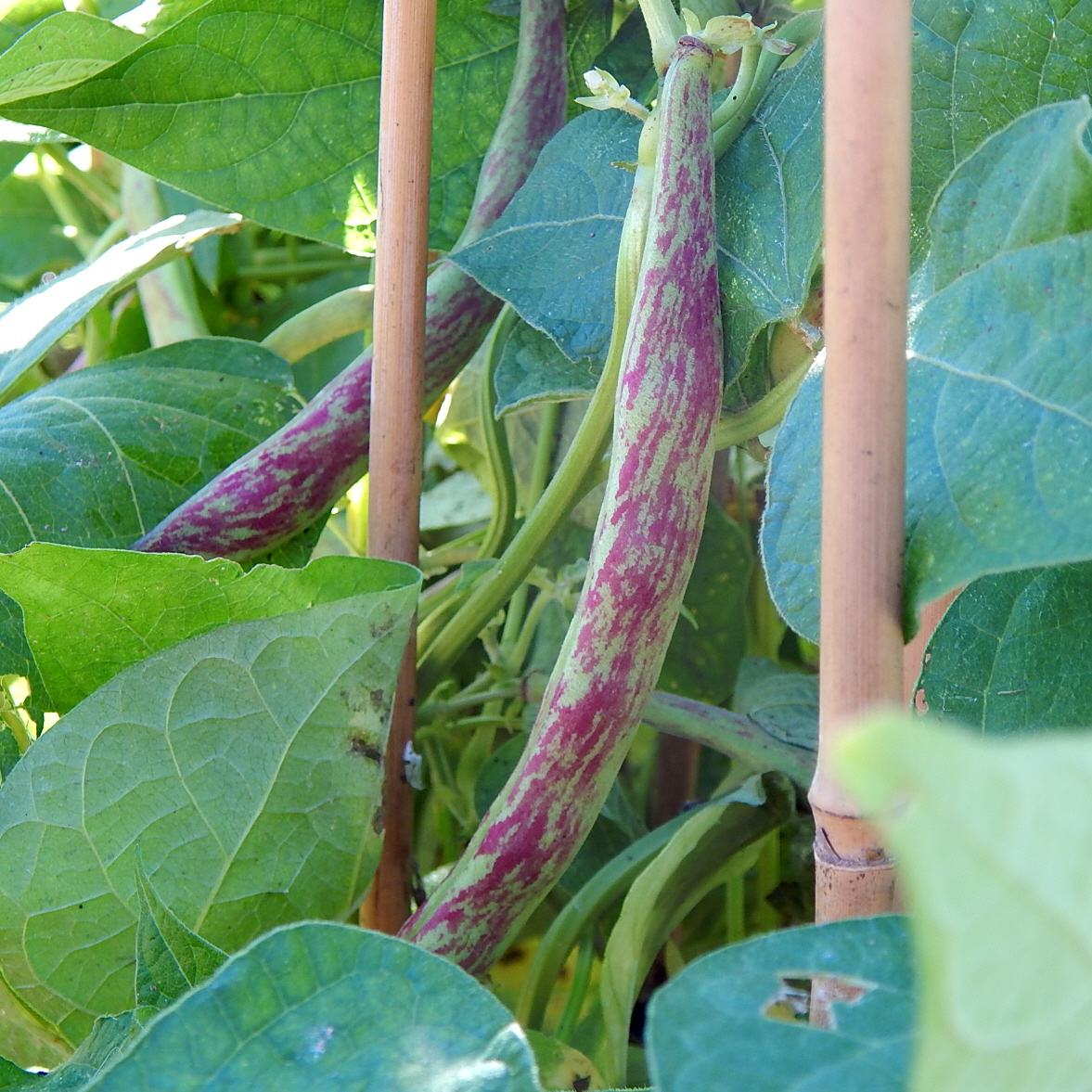 16+ Cranberry Bean Plant
