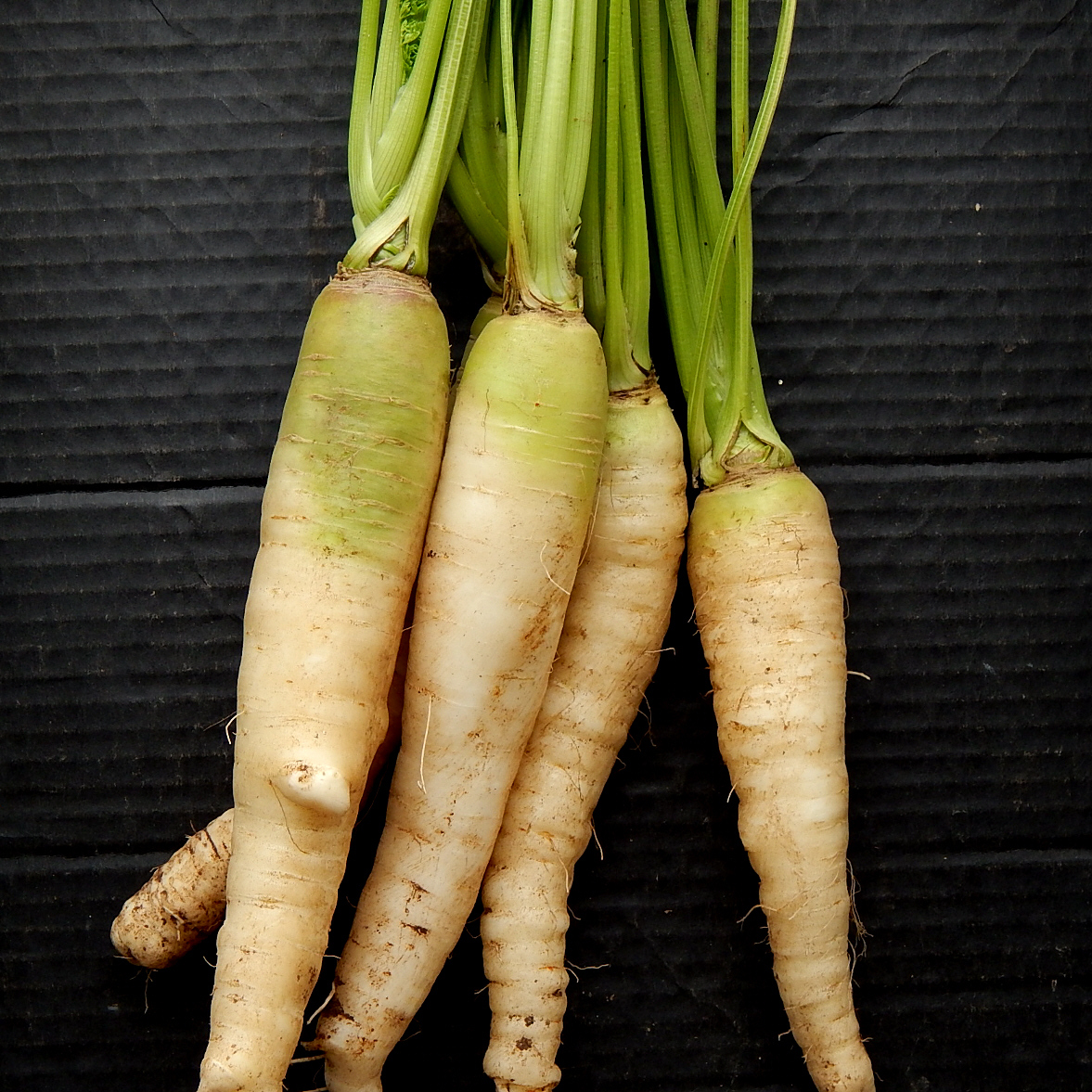 organic heirloom rare seed carrot white belgian