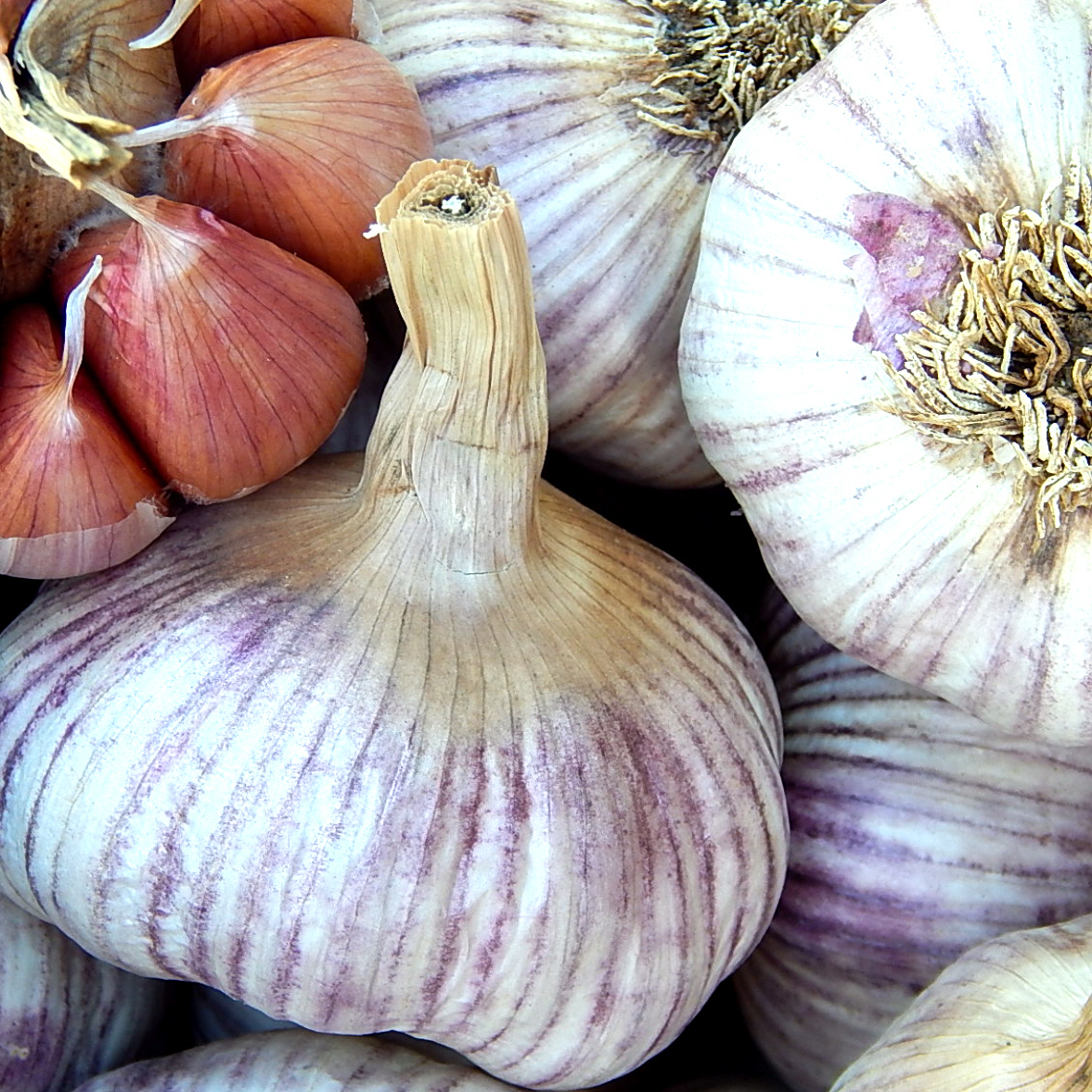 garlic flinders island organic heirloom rare eden diggers buy heritage garlic australia nonhybrid