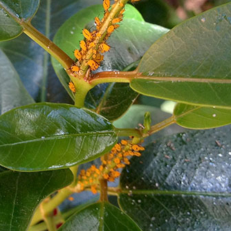 Aphids on dipladenia with honeydew building up on leaves