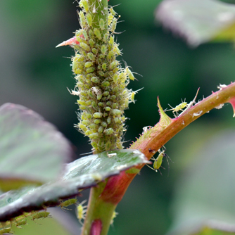 Aphids on a rose stem