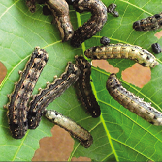 Caterpillars feeding on leaf