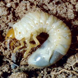 Curl Grub Larvae