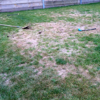 Damaged lawn caused by curl grub