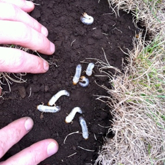 Curl Grub in Lawn