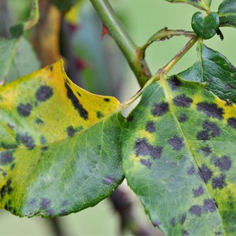 Black Spot on rose leaves