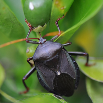 Adult Bronze Orange Bug