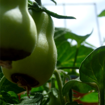 Blossom end rot on tomatoes