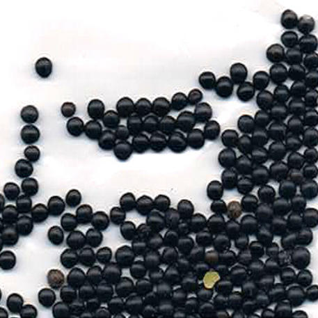 BELUGA LENTIL