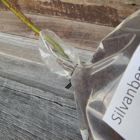SILVANBERRY (Pack of 2)