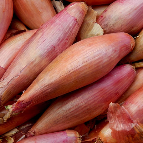 SHALLOT - BANANA (French Echalion) (6 Bulbs)