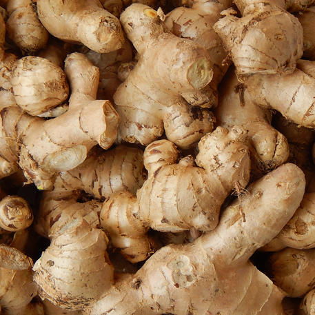 GINGER - Canton (tuber) (Pack of 5)