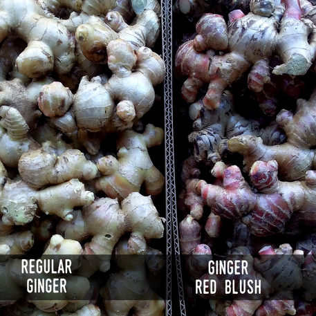 GINGER - RED BLUSH (Pack of 5)