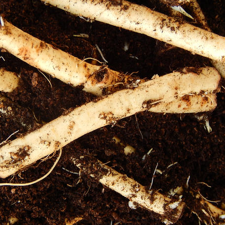 HORSERADISH (3 root cuttings)