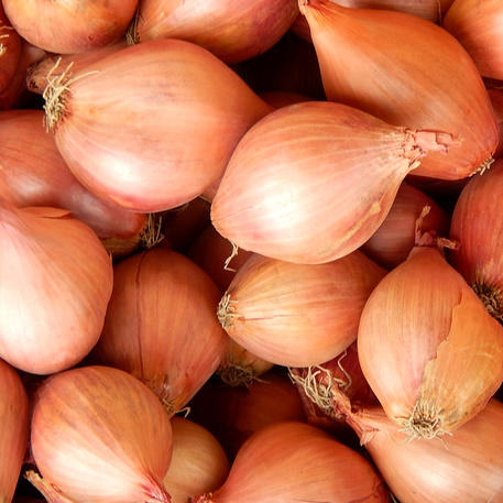 SHALLOT - LE MEILLEUR DE TOUS (5 Bulbs)