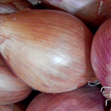 SHALLOT - MAMMOTH GOLDEN (4 Bulbs)
