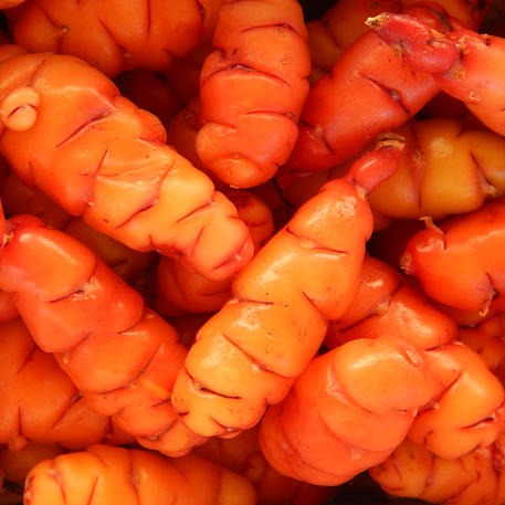 NEW ZEALAND YAM (10 Tubers)