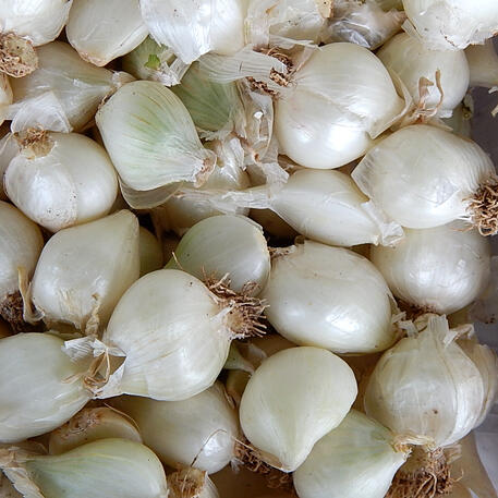 POTATO ONION - WHITE (8 Bulbs)