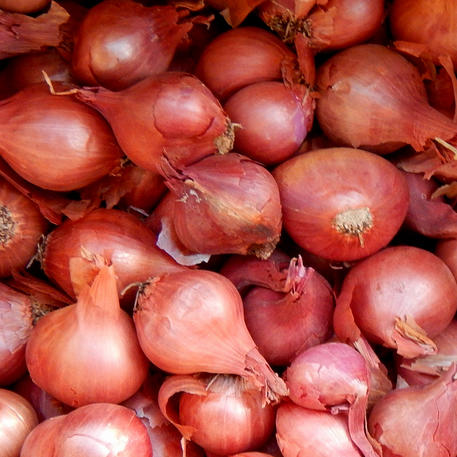 SHALLOT - RED (Pack of 5)