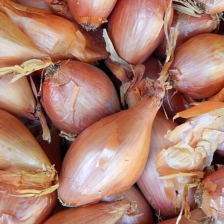 SHALLOT - GOLDEN (5 Bulbs)