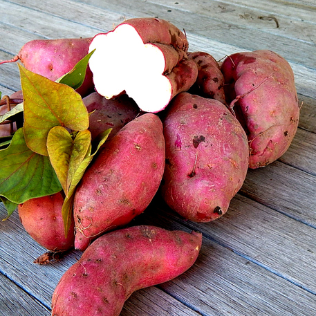 SWEET POTATO - NORTHERN STAR