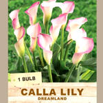 CALLA LILY 'Dreamland' (1 Bulb)