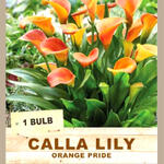 CALLA LILY 'Orange Pride' (1 Bulb)