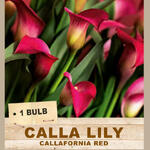 CALLA LILY 'Callafornia Red' (1 Bulb)