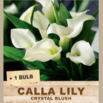 CALLA LILY 'Crystal Blush' (1 Bulb)