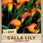 CALLA LILY 'Morning Sun' (1 Bulb)