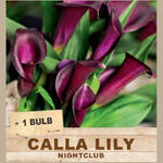 CALLA LILY 'Night Club' (1 Bulb)