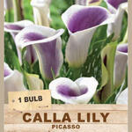 CALLA LILY 'Picasso' (1 Bulb)